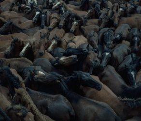 The Galician wild horse, also known as “Besta” constitutes a unique cultural legacy with a great connection with the history of Galicia, its rural landscape, and its natural values. In the last half-century, the population of this animal has been reduced by half. Factors such as the abandonment of rural areas, deforestation due to fires, or the replanting of invasive species are leading to the collapse of the Wild Horse population, so much so that its population has been reduced from 22,000 to less than 10,000 heads in the past 50 years, according to a doctoral thesis from the University of La Coruña. These animals contribute to addressing some of the problems derived from the climate emergency, the depopulation of rural areas, and the biodiversity crisis. Although this colony of ‘Bestas’ remains the largest in Europe, it is at serious risk of disappearance, according to studies from the University of La Coruña.July 8th, 2023. Sabucedo, Galicia.